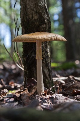 Amanita mushroom