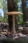 Amanita mushroom at Ministik Lake Sanctuary