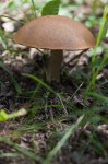 Bolete mushroom at Ministik Lake Sanctuary