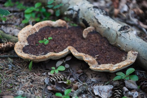 Bracket fungus