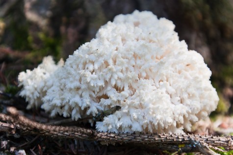 Branched Hericium