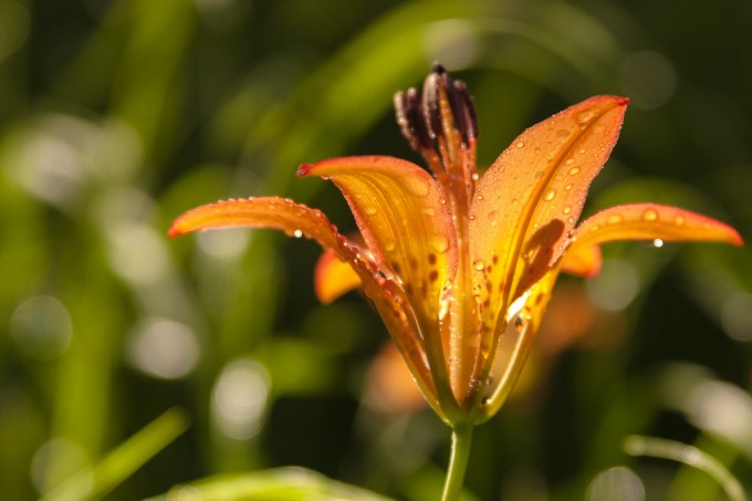 A Tiger Lily shines in the sun after an early morning rain storm in the boreal forest of western Alberta, Canada.