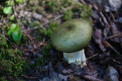 Green Russula