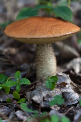 Northern Roughstem