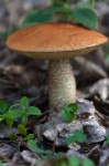 Northern Roughstem mushroom at Ministik Sanctuary