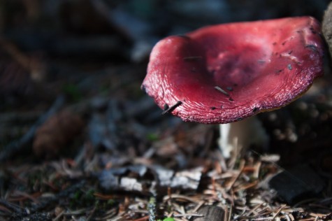 Northern Russula