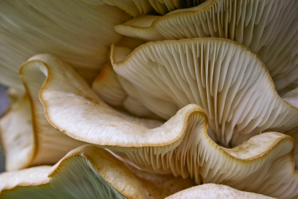 Oyster mushroom folds Photography Journal by Jonathan DeMoor