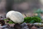 Puffball mushroom at Ministik Lake Sanctuary