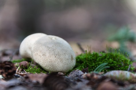 Puffball