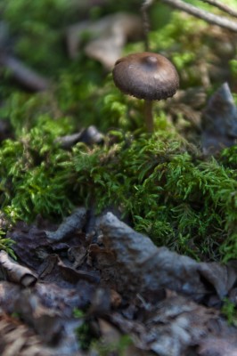 Small unidentified mushroom