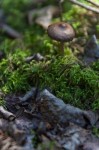 Small unidentified mushroom at Ministik Lake Sanctuary