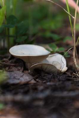 White Anise-scented Clitocybe