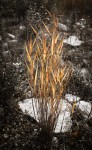 Autumn foliage triptych I