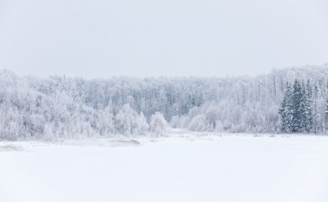 Fresh snow covers the forest on a cloudy winter day