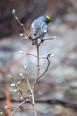 A male Audubons Warbler watches for flying insects from his perch on a freshly budding willow sapling overhanging a small creek in Banff National Park, Alberta.