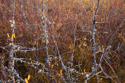 Autumn colours along boreal lake shore
