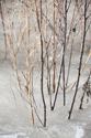 Willow stems in spring ice