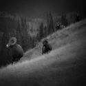 Bighorn sheep rams