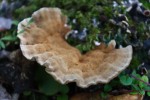 Bracket mushroom at Ministik Lake Sanctuary
