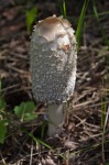 Shaggy Mane mushroom at Ministik Lake Sanctuary