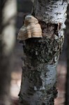 Tinder Conk mushroom at Ministik Lake Sanctuary