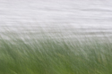 Reeds along stormy shoreline