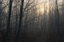 Fog and first light through young aspen branches