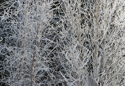 Heavy frost on young birch II