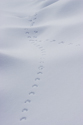 Rodent tracks on snowbank