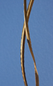 Dry reed twist