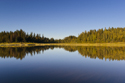 Spruce reflection along Ministik lake shore