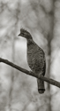 Ruffed grouse on perch