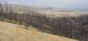 Talbot burn terrain
