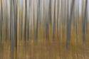 Young aspen stand triptych I